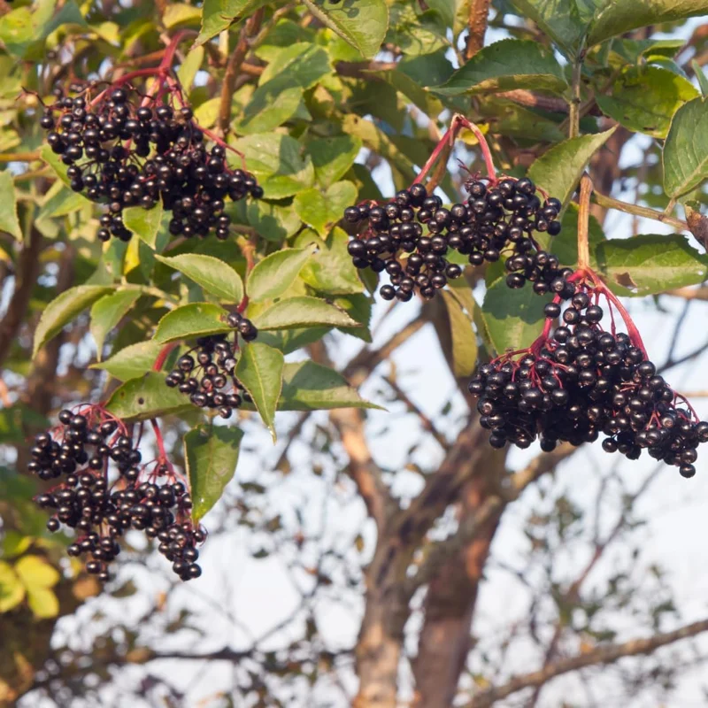 Set of 5 Elderberry Live Plants - Sweet Fruit, 6-10 Inch Tall, Outdoor - Image 2