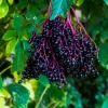 Set of 5 Elderberry Live Plants - Sweet Fruit, 6-10 Inch Tall, Outdoor - Image 1