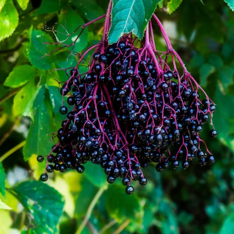 Set of 5 Elderberry Live Plants - Sweet Fruit, 6-10 Inch Tall, Outdoor - Image 1