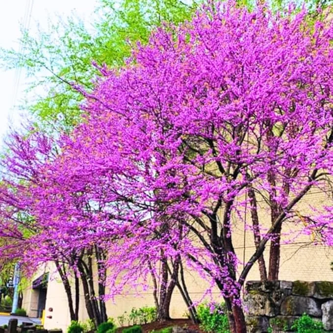 Set of 5 Redbud Trees Live Plants, 1-2 Ft Tall Dormant Bare Root, Outdoor Flowering - Image 1