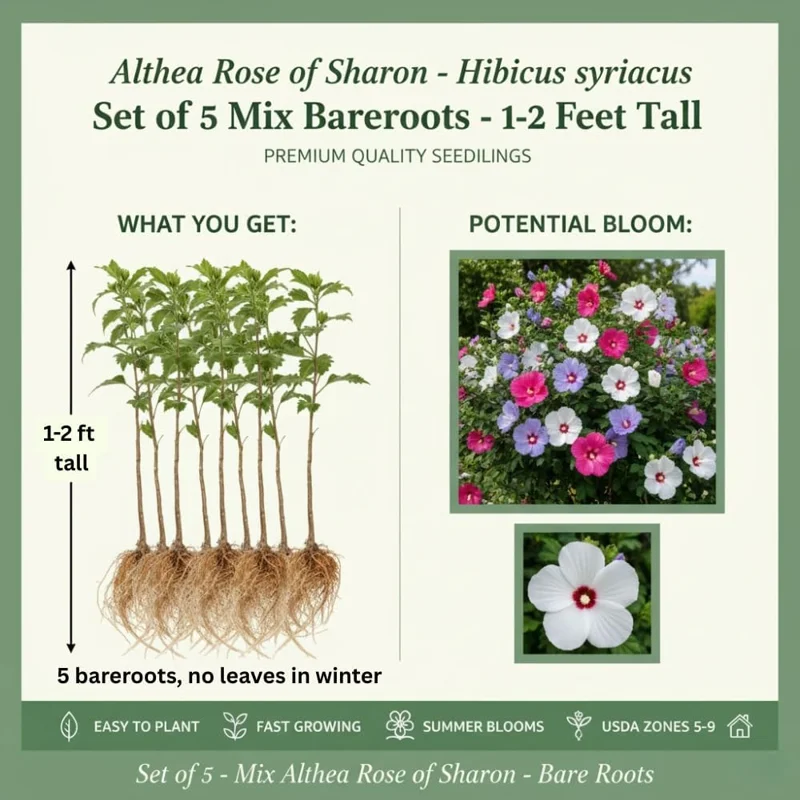 Set of 5 Rose of Sharon Bareroots - Hardy Flowering Shrubs, 1-2 Ft Tall, Multicolor - Image 3