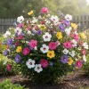 Set of 5 Rose of Sharon Bareroots - Hardy Flowering Shrubs, 1-2 Ft Tall, Multicolor - Image 1