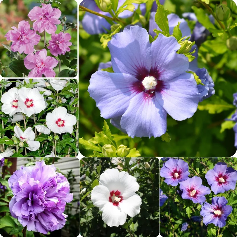 Set of 5 Rose of Sharon Bareroots - Hardy Flowering Shrubs, 1-2 Ft Tall, Multicolor - Image 5