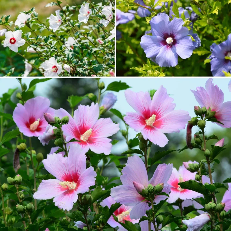 Set of 5 Rose of Sharon Bareroots - Hardy Flowering Shrubs, 1-2 Ft Tall, Multicolor - Image 6