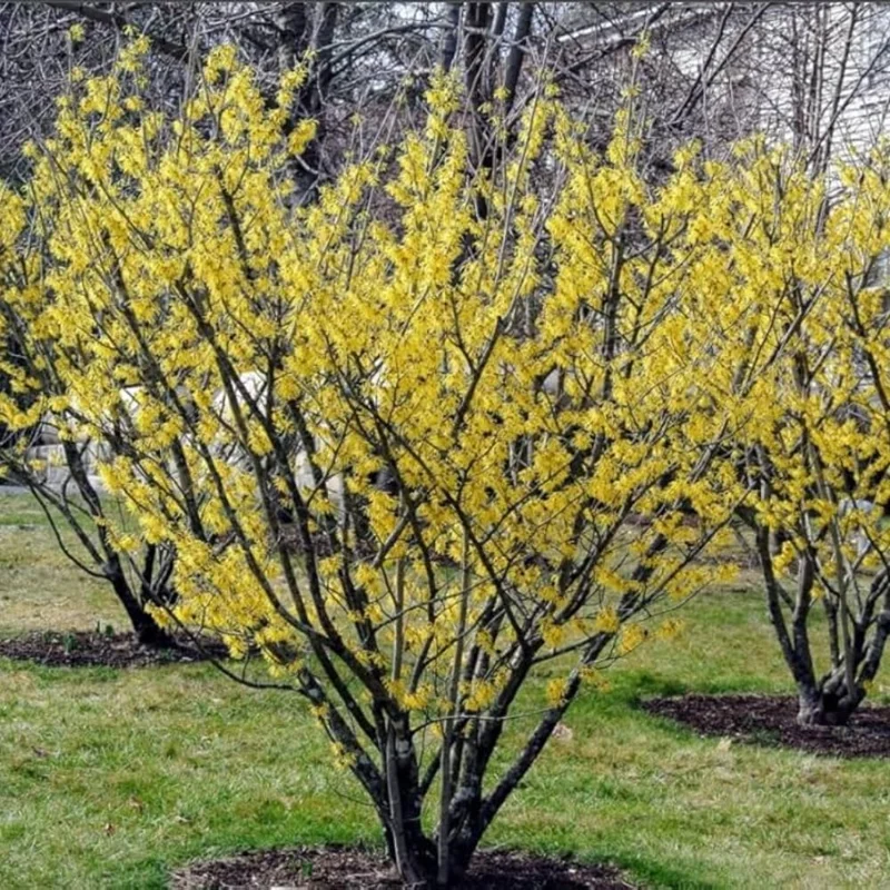 Set of 5 Witch Hazel Live Plants 1-2 Ft Tall - Dormant Bare Roots, Outdoor Hardy Shrubs - Image 3