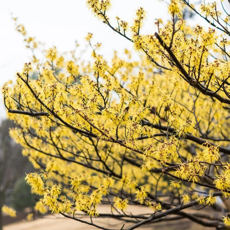 Set of 5 Witch Hazel Live Plants 1-2 Ft Tall - Dormant Bare Roots, Outdoor Hardy Shrubs - Image 4