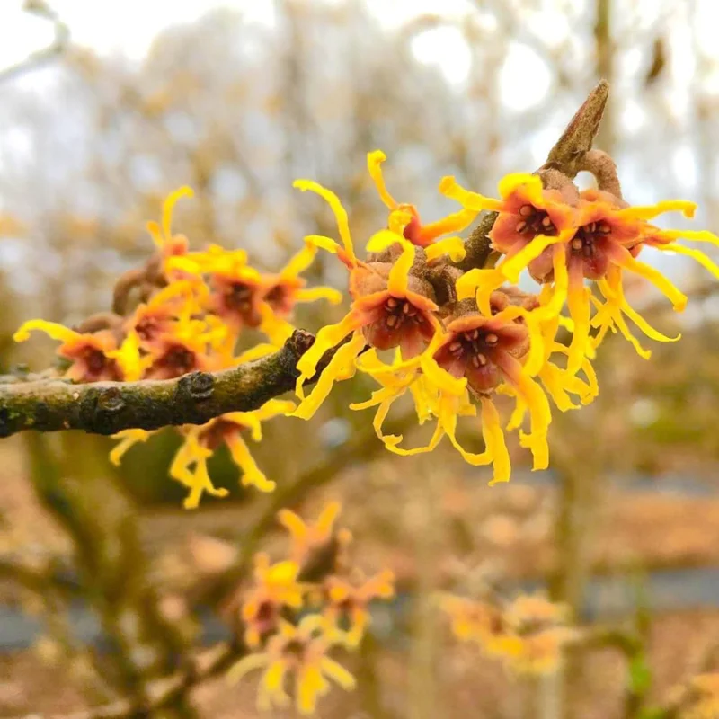 Set of 5 Witch Hazel Live Plants 1-2 Ft Tall - Dormant Bare Roots, Outdoor Hardy Shrubs - Image 5