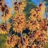 Set of 5 Witch Hazel Live Plants 1-2 Ft Tall - Dormant Bare Roots, Outdoor Hardy Shrubs - Image 1