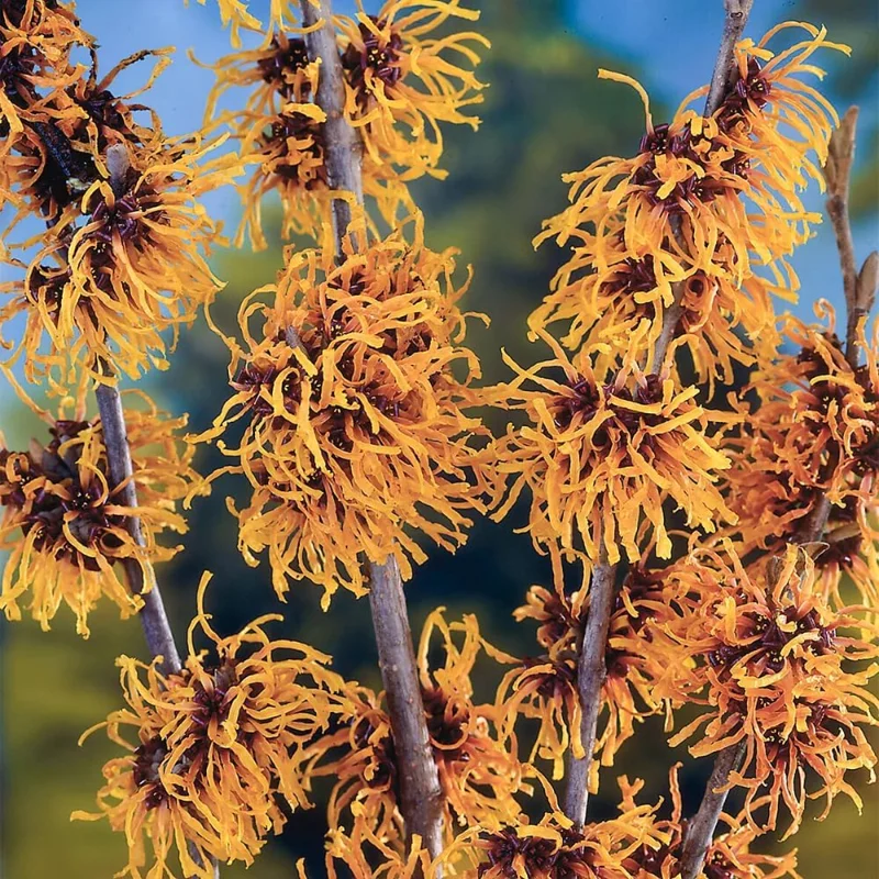 Set of 5 Witch Hazel Live Plants 1-2 Ft Tall - Dormant Bare Roots, Outdoor Hardy Shrubs - Image 1