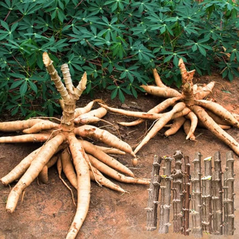 Set of 5 Yuca Cassava Cuttings, 6-8 Inches Tall, Sweet Manihot Stems Live Plant Cuttings for Planting - Image 1