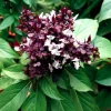 Siam Queen Basil Seeds – Ocimum Thyrsiflora – 100 Seed Pack – Aromatic Thai Herb - Image 1