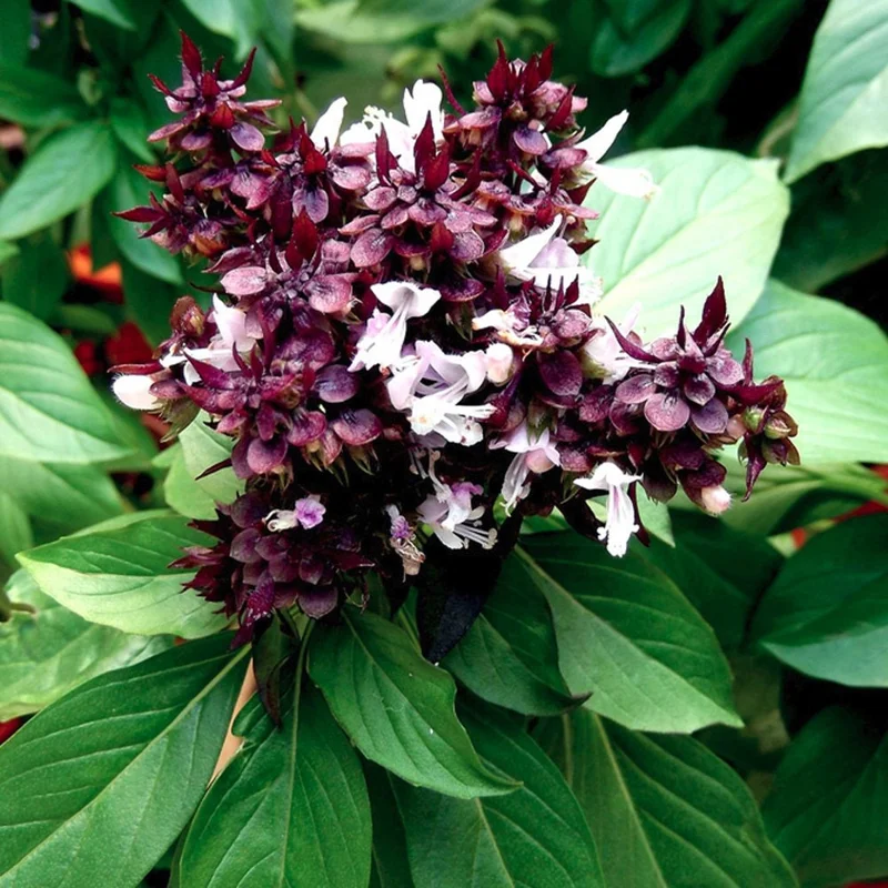 Siam Queen Basil Seeds – Ocimum Thyrsiflora – 100 Seed Pack – Aromatic Thai Herb - Image 1