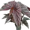Silver Green Angel Wing Begonia Live Plants - 3 Pack, 5-9 Inch Tall Indoor Outdoor Polka Dot Begonia - Image 1