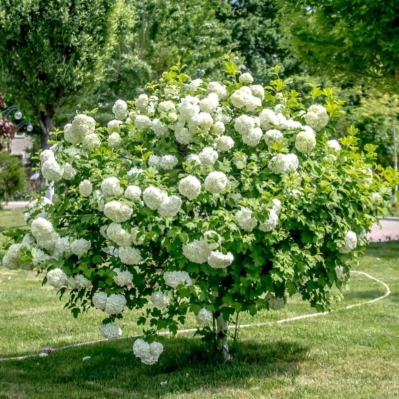 Snowball Viburnum Bare Root Plants - Set of 2, 1-2 ft Tall, Hardy Outdoor Shrubs with White Blooms - Image 2