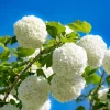 Snowball Viburnum Bare Root Plants - Set of 2, 1-2 ft Tall, Hardy Outdoor Shrubs with White Blooms - Image 1