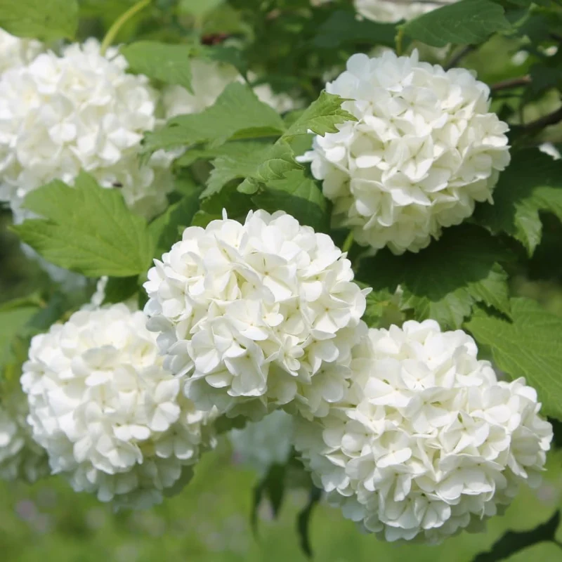Snowball Viburnum Bare Root Plants - Set of 2, 1-2 ft Tall, Hardy Outdoor Shrubs with White Blooms - Image 3