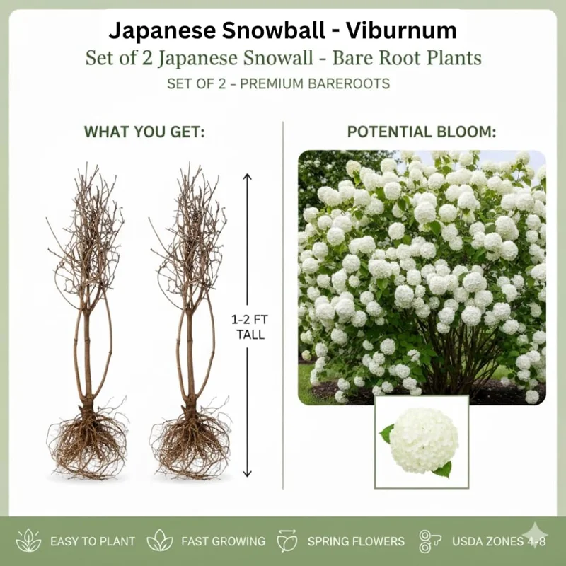 Snowball Viburnum Bare Root Plants - Set of 2, 1-2 ft Tall, Hardy Outdoor Shrubs with White Blooms - Image 4