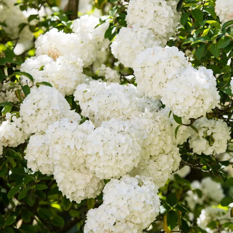 Snowball Viburnum Bare Root Plants - Set of 2, 1-2 ft Tall, Hardy Outdoor Shrubs with White Blooms - Image 5
