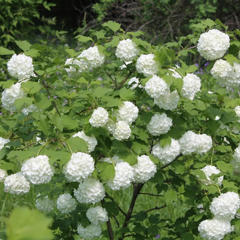Snowball Viburnum Bare Root Plants - Set of 2, 1-2 ft Tall, Hardy Outdoor Shrubs with White Blooms - Image 6