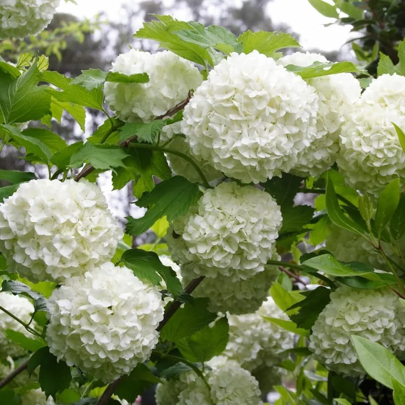 Snowball Viburnum Live Plant – 8-10 Inch Tall White Flowering Shrub – Outdoor - Image 2