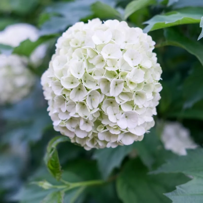 Snowball Viburnum Live Plant – 8-10 Inch Tall White Flowering Shrub – Outdoor - Image 3