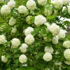 Snowball Viburnum Live Plant – 8-10 Inch Tall White Flowering Shrub – Outdoor - Image 1