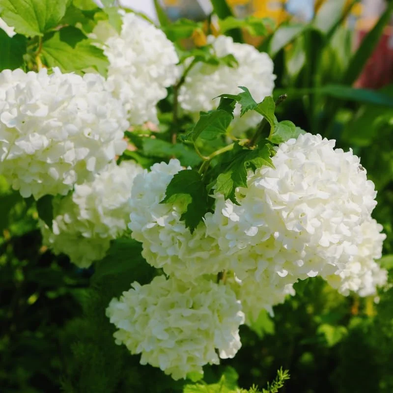 Snowball Viburnum Live Plant – 8-10 Inch Tall White Flowering Shrub – Outdoor - Image 4