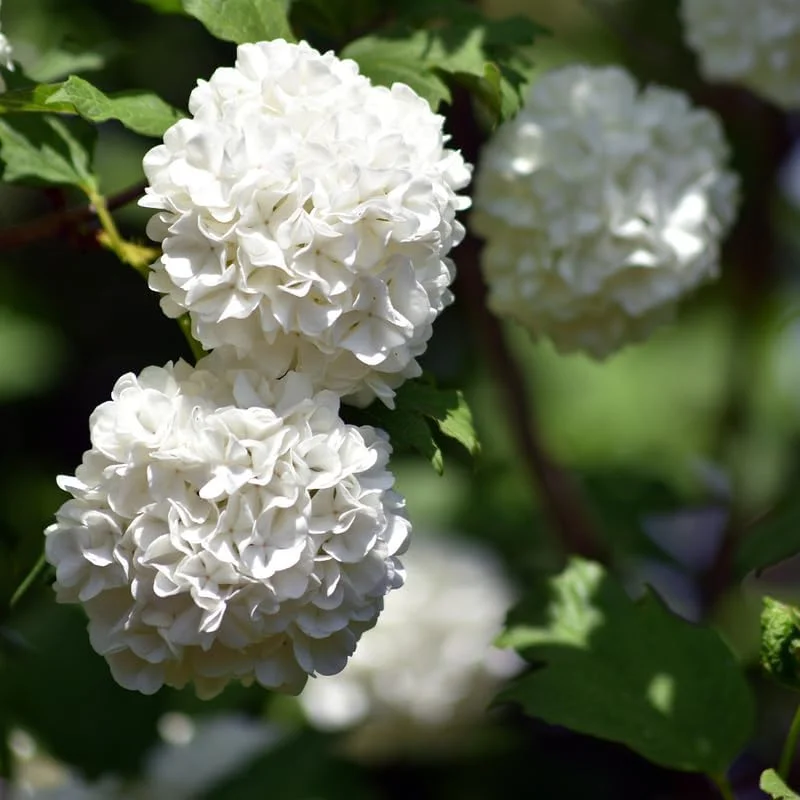 Snowball Viburnum Live Plant – 8-10 Inch Tall White Flowering Shrub – Outdoor - Image 5