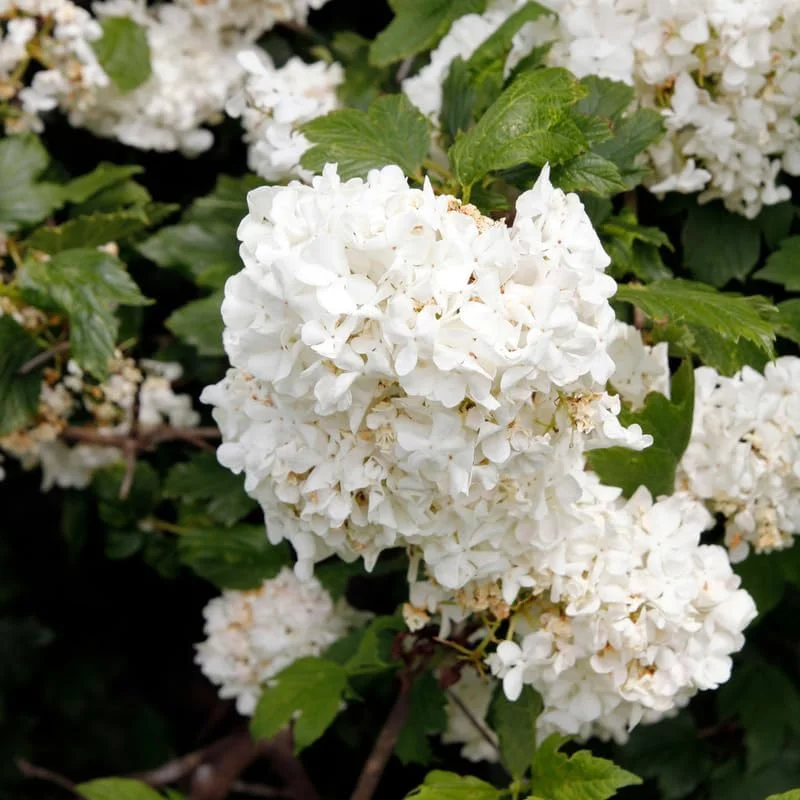 Snowball Viburnum Live Plant – Hardy White Blooming Shrub – 4 Inch Pot – Outdoor - Image 2