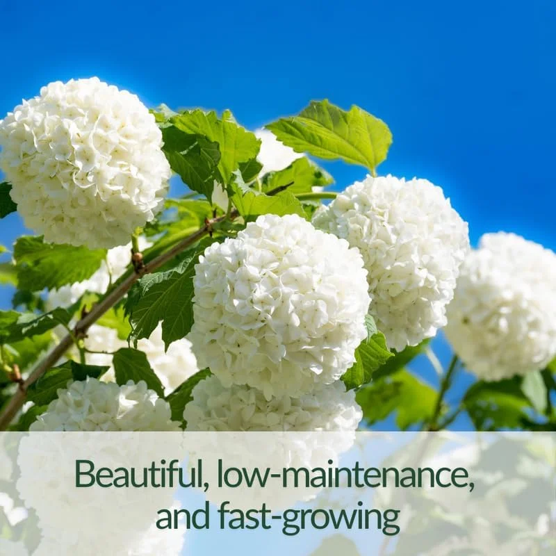 Snowball Viburnum Live Plant – Hardy White Blooming Shrub – 4 Inch Pot – Outdoor - Image 3