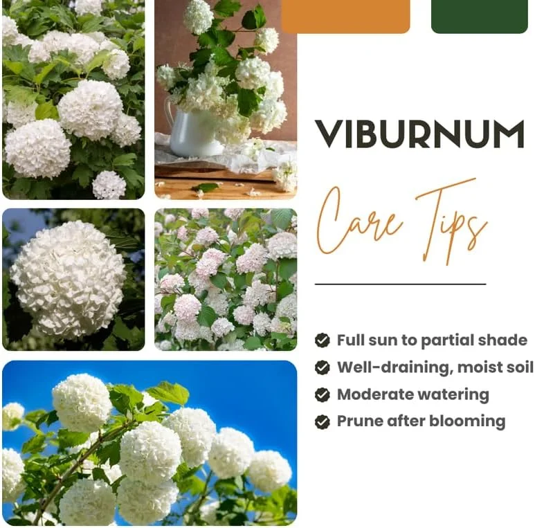 Snowball Viburnum Live Plant – Hardy White Blooming Shrub – 4 Inch Pot – Outdoor - Image 4