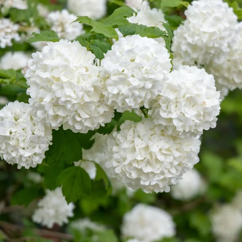 Snowball Viburnum Live Plant – Hardy White Blooming Shrub – 4 Inch Pot – Outdoor - Image 5