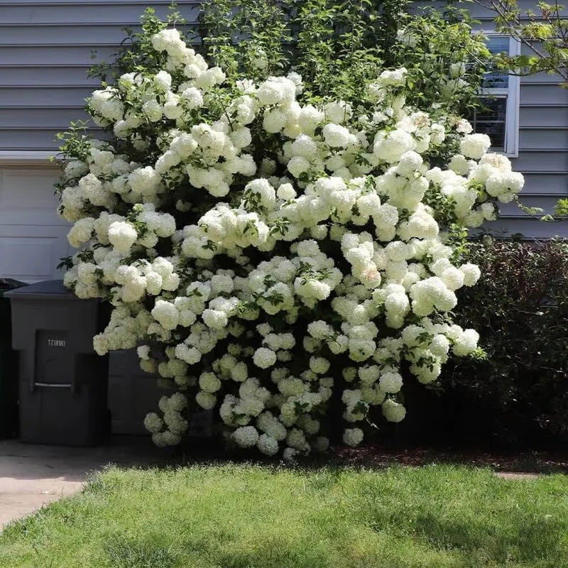 Snowball Viburnum Live Plant – Hardy White Blooming Shrub – 4 Inch Pot – Outdoor - Image 6