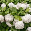 Snowball Viburnum Live Plant – Hardy White Blooming Shrub – 4 Inch Pot – Outdoor - Image 1