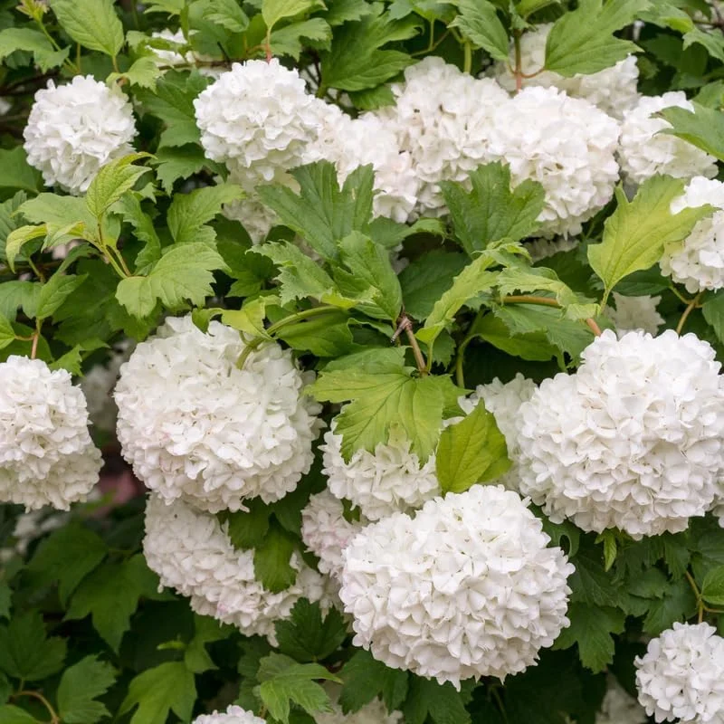 Snowball Viburnum Live Plant – Hardy White Blooming Shrub – 4 Inch Pot – Outdoor - Image 1