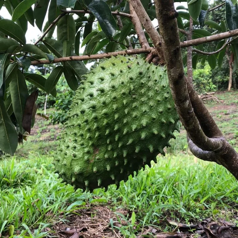Soursop Live Plant – Guanabana Tree – 6-10 Inches Tall – Tropical Fruit Plant - Image 2