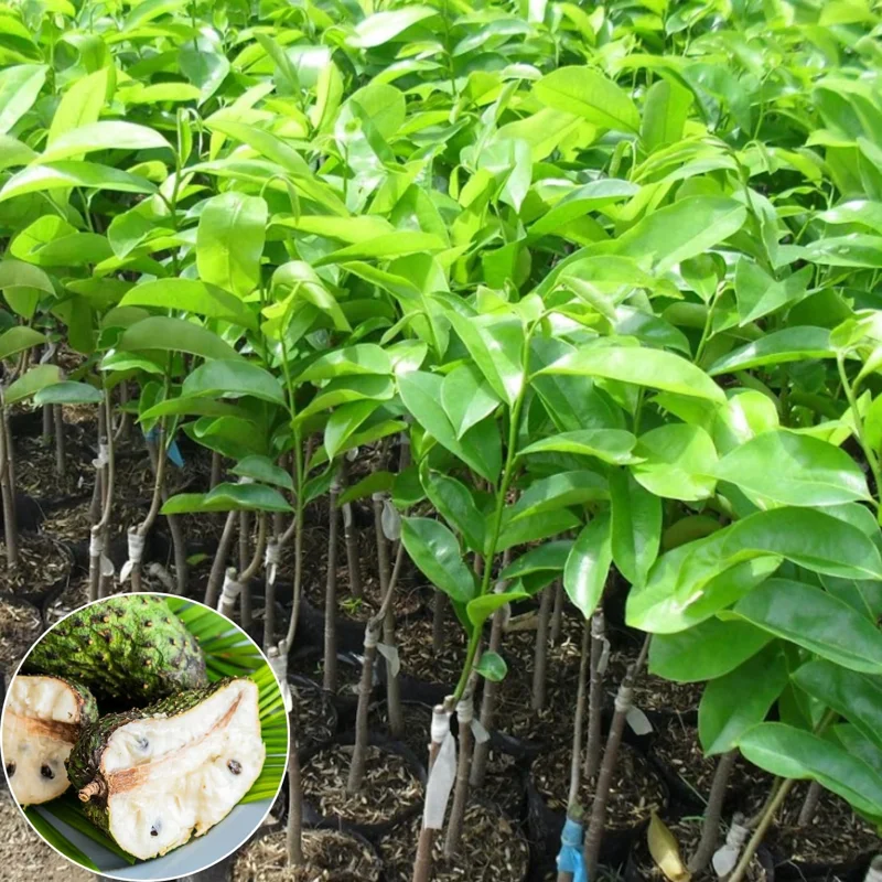 Soursop Live Plant – Guanabana Tree – 6-10 Inches Tall – Tropical Fruit Plant - Image 1