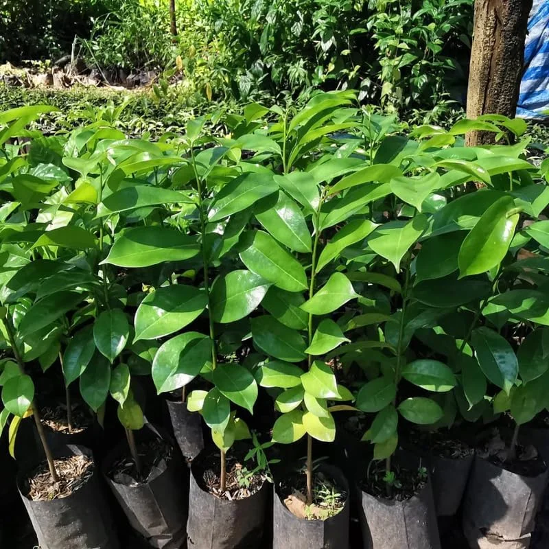 Soursop Live Plant, Guanabana Tropical Fruit Tree, 6-12 Inch Potted - Image 3