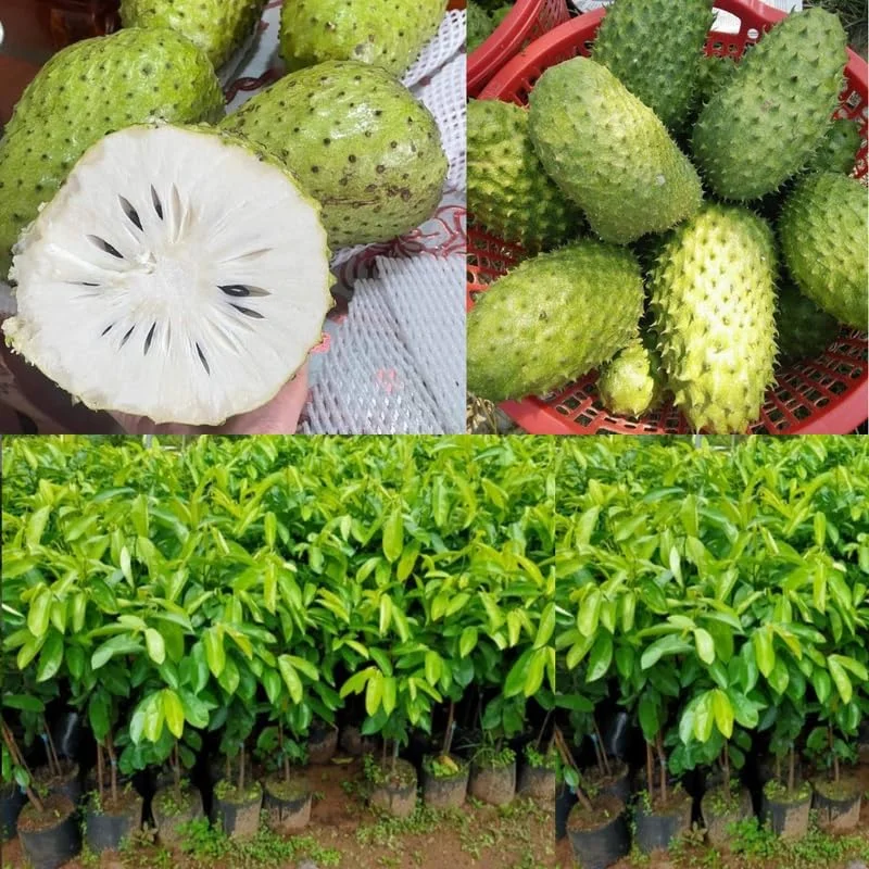 Soursop Live Plant, Guanabana Tropical Fruit Tree, 6-12 Inch Potted - Image 4