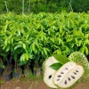 Soursop Live Plant, Guanabana Tropical Fruit Tree, 6-12 Inch Potted - Image 1