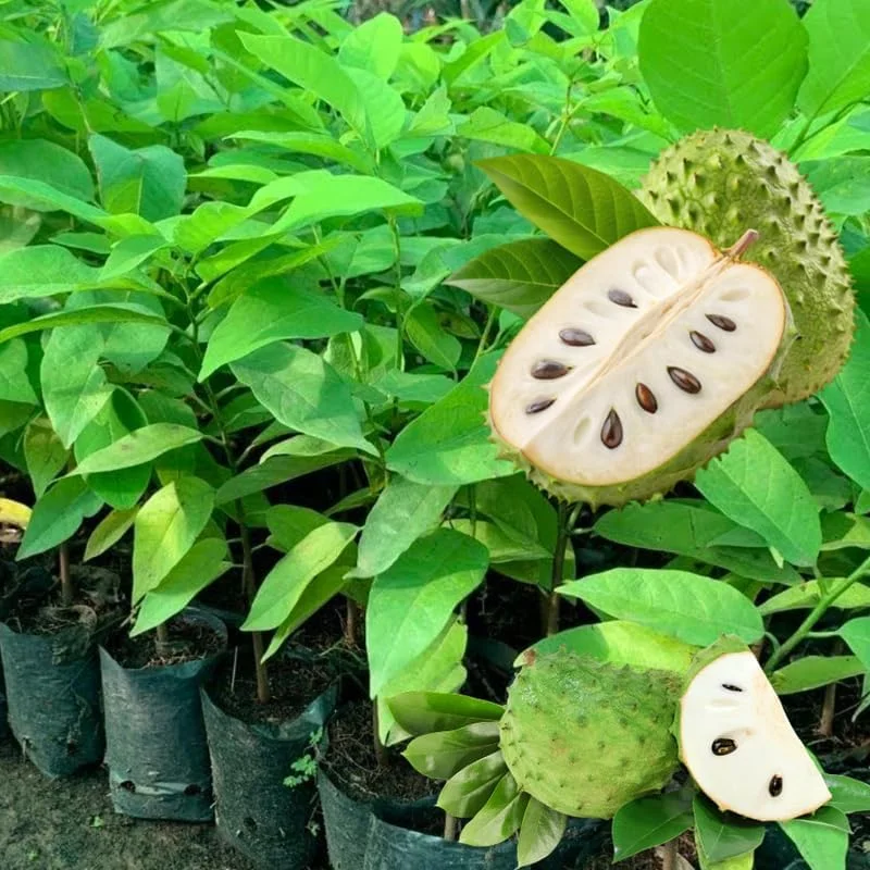 Soursop Live Plant, Guanabana Tropical Fruit Tree, 6-12 Inch Potted - Image 6