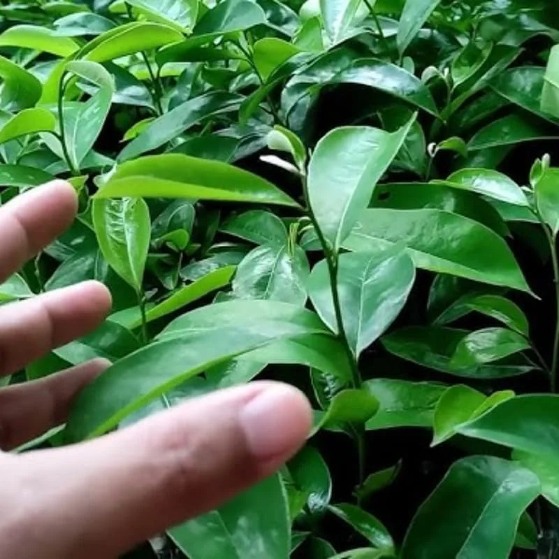 Soursop Live Plant, Guanabana Tropical Fruit Tree, 6-12 Inch Potted - Image 8