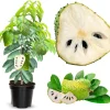 Soursop Tree Live Plant - 3 Gallon Pot, 3 Feet Tall Guanabana Fruit Tree - Image 1