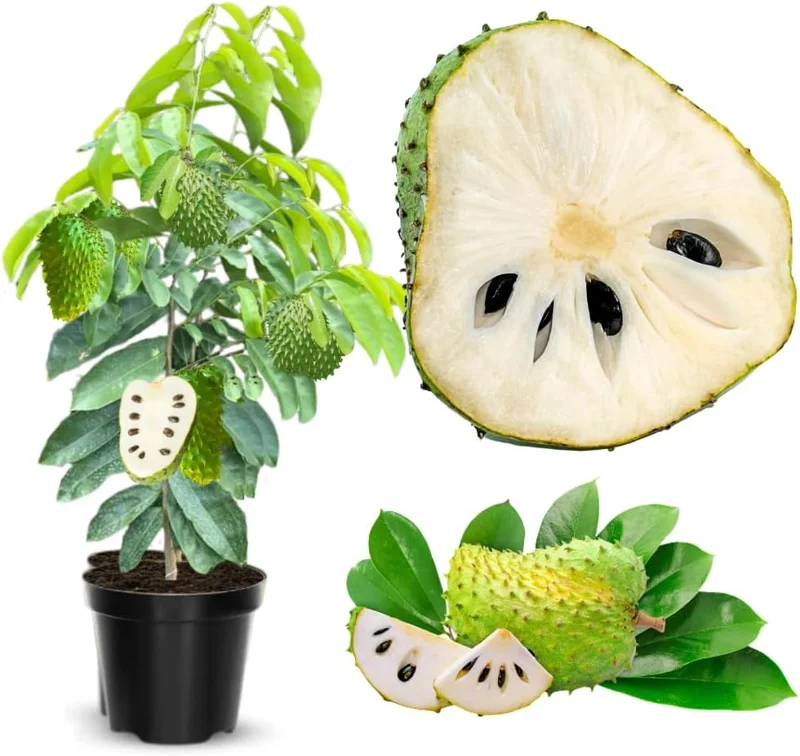 Soursop Tree Live Plant - 3 Gallon Pot, 3 Feet Tall Guanabana Fruit Tree - Image 1
