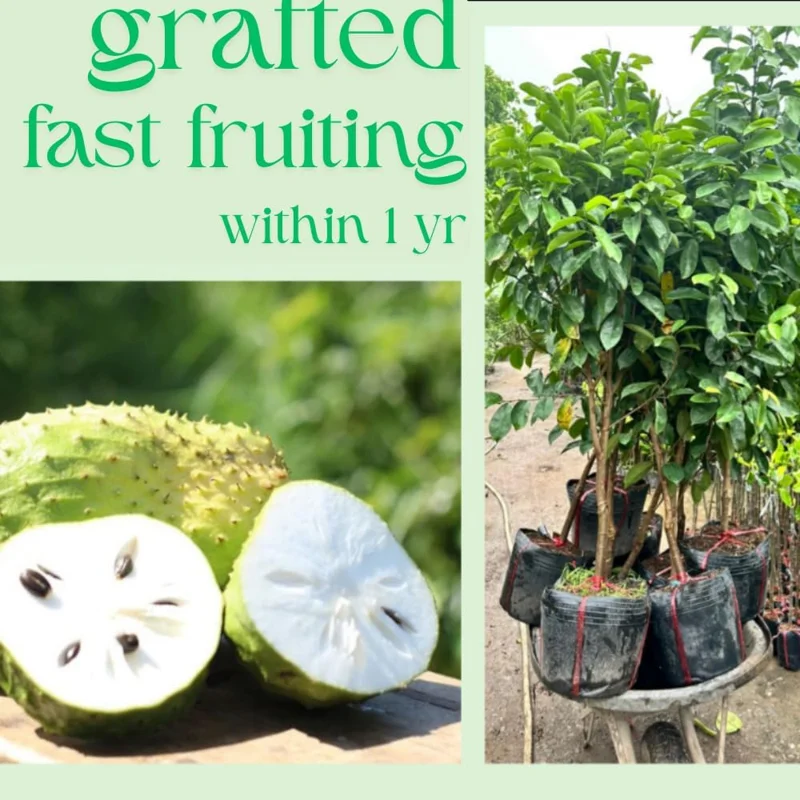 Soursop Tree Live Plant - 3 Gallon Pot, 3 Feet Tall Guanabana Fruit Tree - Image 2