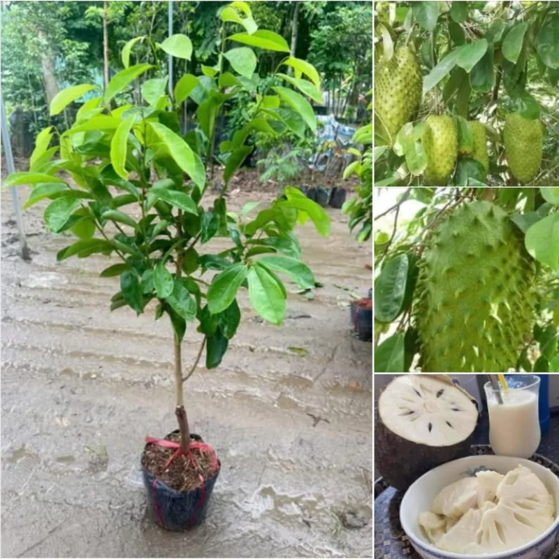 Soursop Tree Live Plant - 3 Gallon Pot, 3 Feet Tall Guanabana Fruit Tree - Image 4