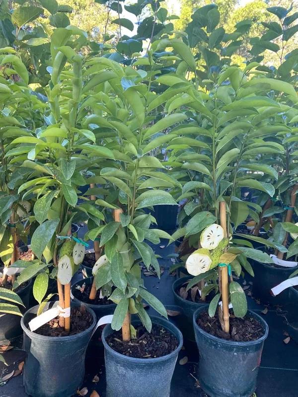 Soursop Tree Live Plant - 3 Gallon Pot, 3 Feet Tall Guanabana Fruit Tree - Image 5