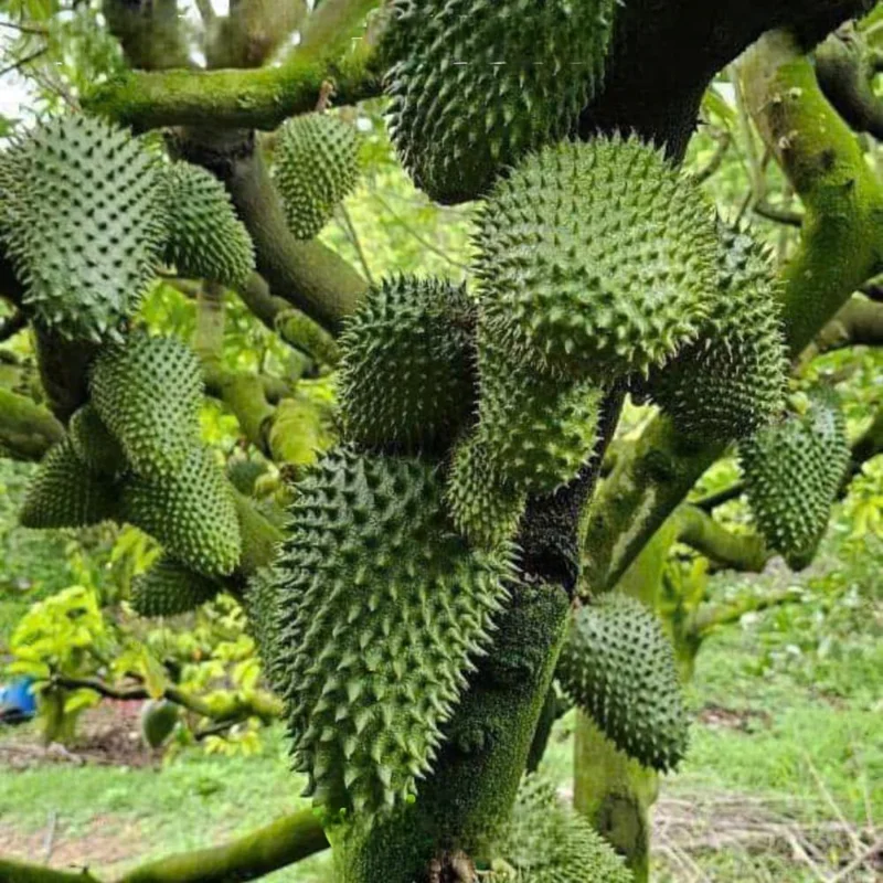 Soursop Tree Live Plant, 3 Gallon Pot, Annona Muricata, Tropical Fruit Tree, Outdoor - Image 2