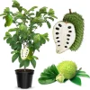 Soursop Tree Live Plant, 3 Gallon Pot, Annona Muricata, Tropical Fruit Tree, Outdoor - Image 1