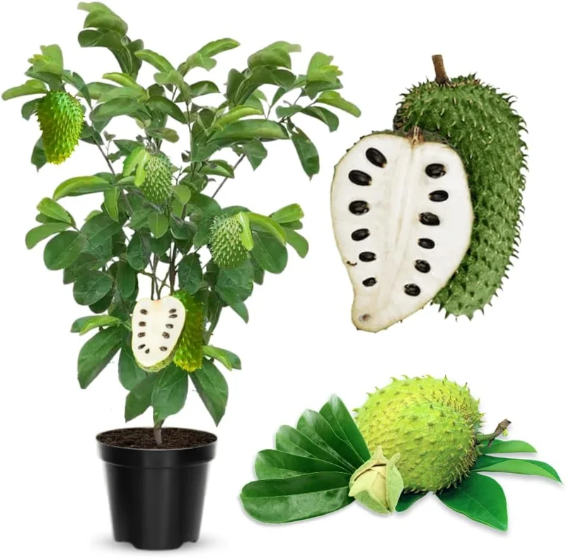 Soursop Tree Live Plant, 3 Gallon Pot, Annona Muricata, Tropical Fruit Tree, Outdoor - Image 1
